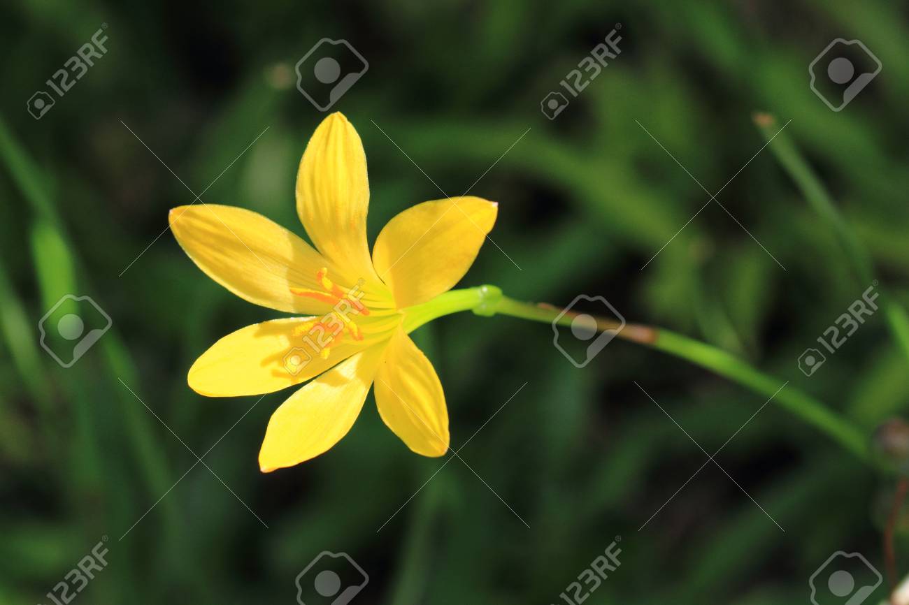Images of rainy season flowers