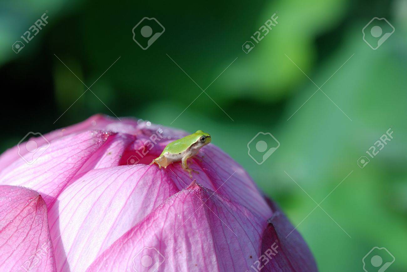 ピンクの蓮のつぼみとカエル の写真素材 画像素材 Image