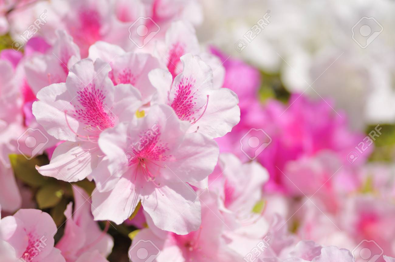 アザレア ピンク の写真素材 画像素材 Image