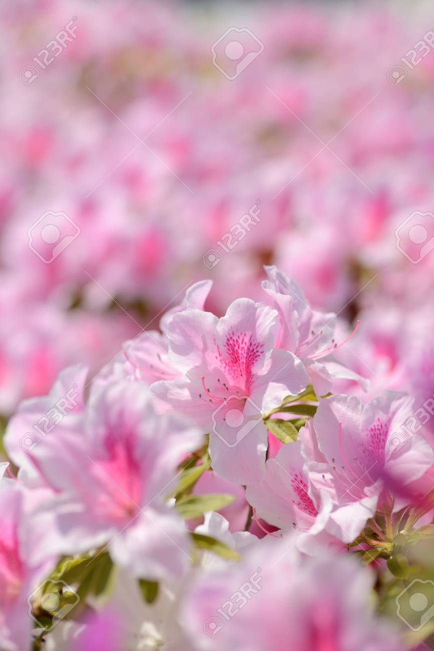 アザレア ピンク の写真素材 画像素材 Image