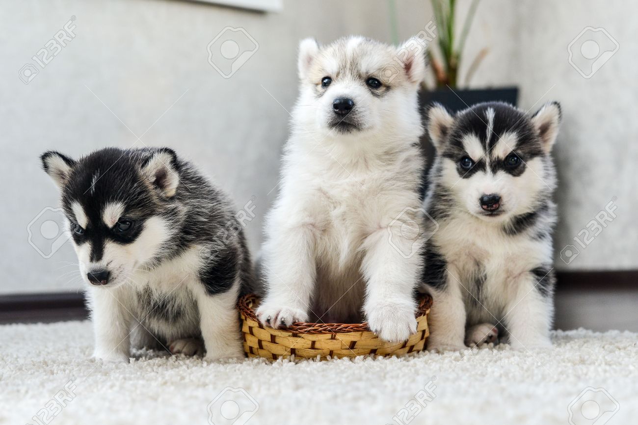 Siberian Husky Puppy With Blue Eyes In The Rose Petals Stock Photo Picture And Royalty Free Image Image Siberian Husky Puppy With Blue Eyes In The Rose Petals Stock Photo Picture And Royalty Free Image Image