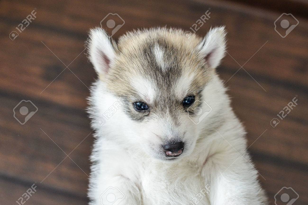 Chiot Husky Siberien Aux Yeux Bleus Dans Les Petales De Rose Banque D Images Et Photos Libres De Droits Image