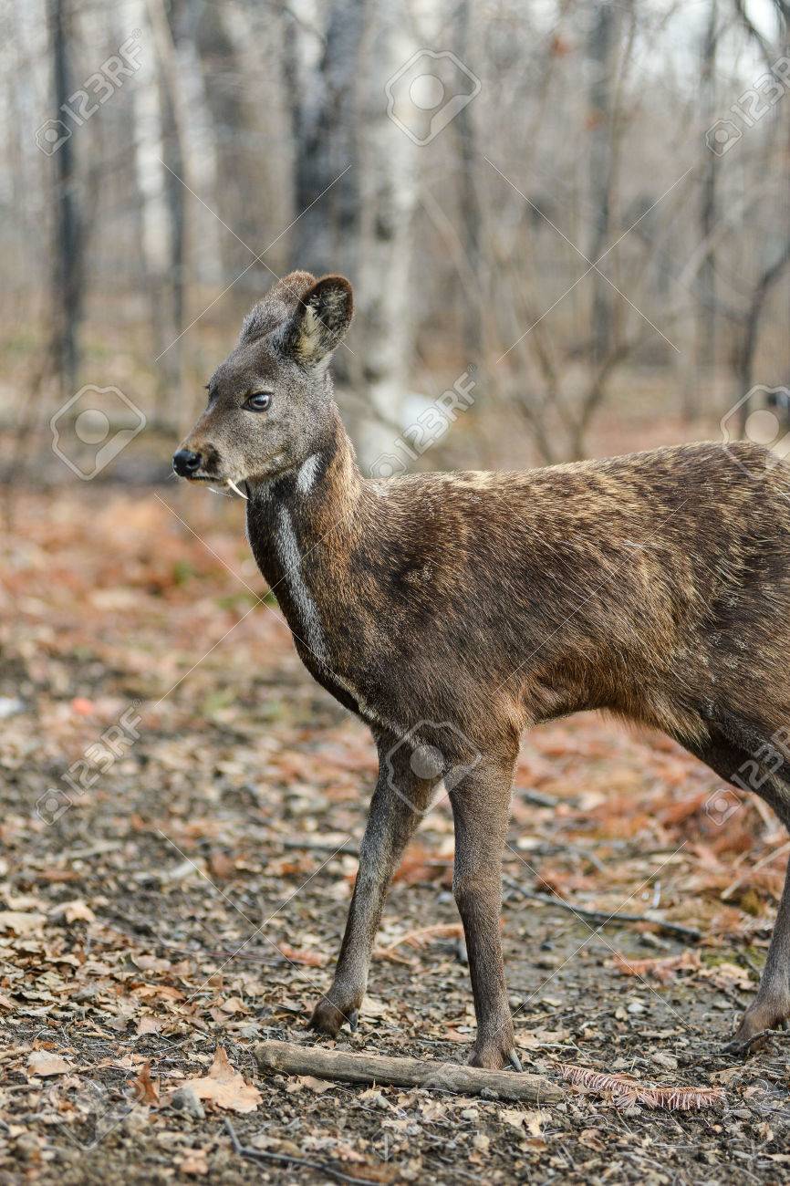 シベリアのジャコウジカは動物の珍しいペアを有蹄類 の写真素材 画像素材 Image 0652 シベリアのジャコウジカは動物の珍しいペアを有蹄類 の写真素材 画像素材 Image 0652