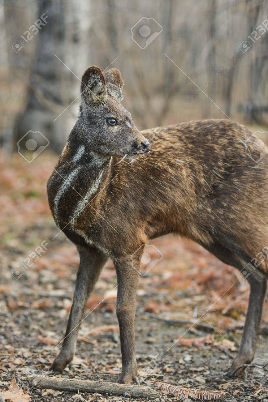 シベリアのジャコウジカは動物の珍しいペアを有蹄類 の写真素材 画像素材 Image 83068349