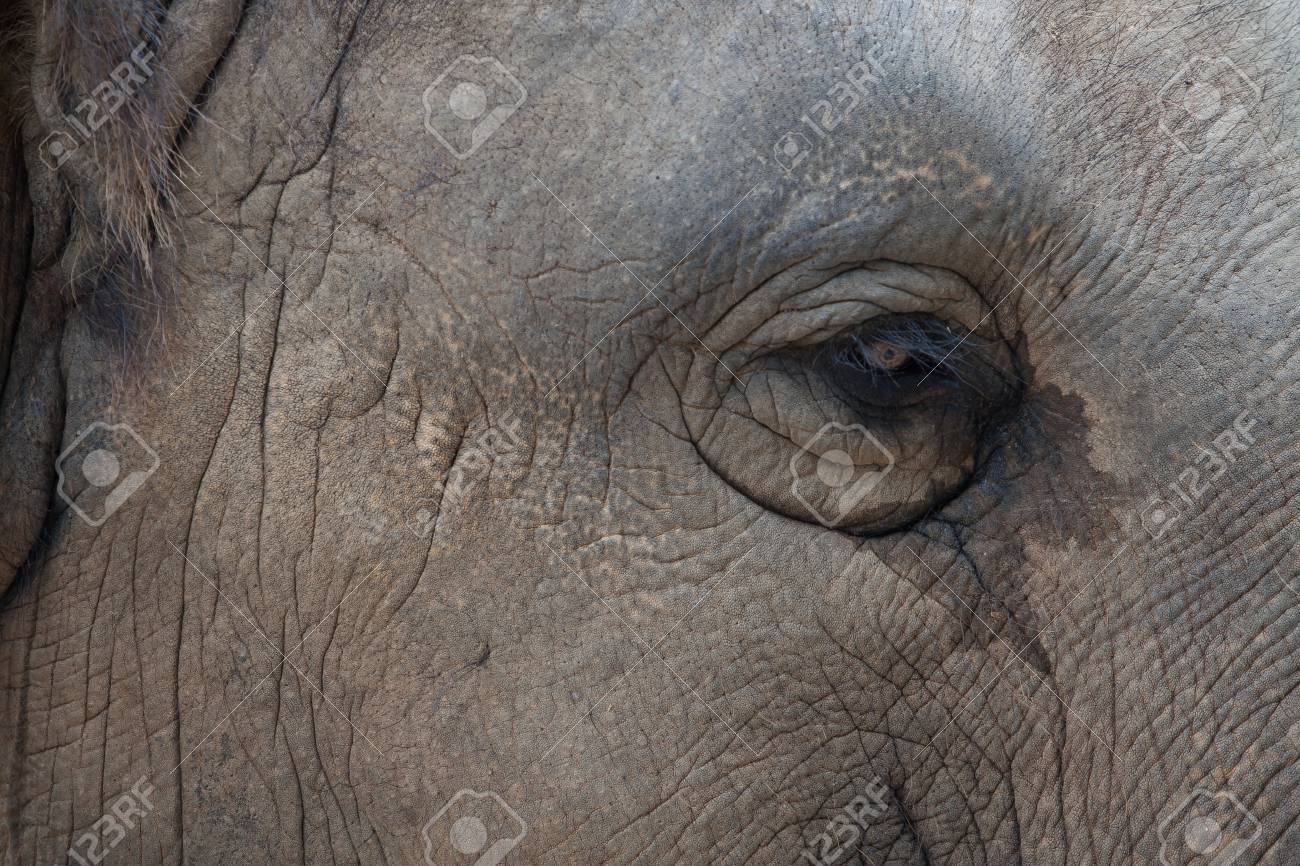 タイ テクスチャー肌象の動物園で象の皮膚 の写真素材 画像素材 Image タイ テクスチャー肌象の動物園で象の皮膚 の写真素材 画像素材 Image