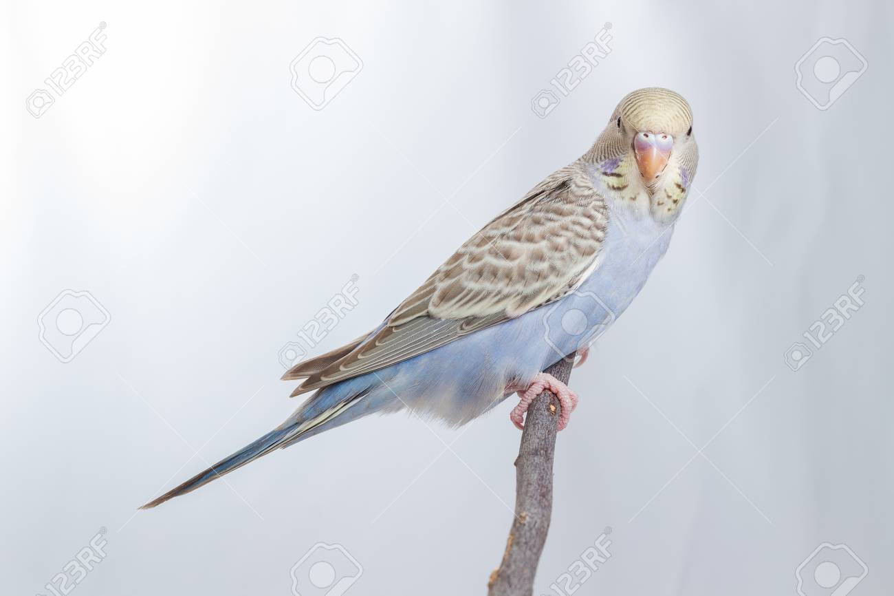無料ダウンロード白い セキセイ インコ 最高の花の画像 無料ダウンロード白い セキセイ インコ 最高の花の画像