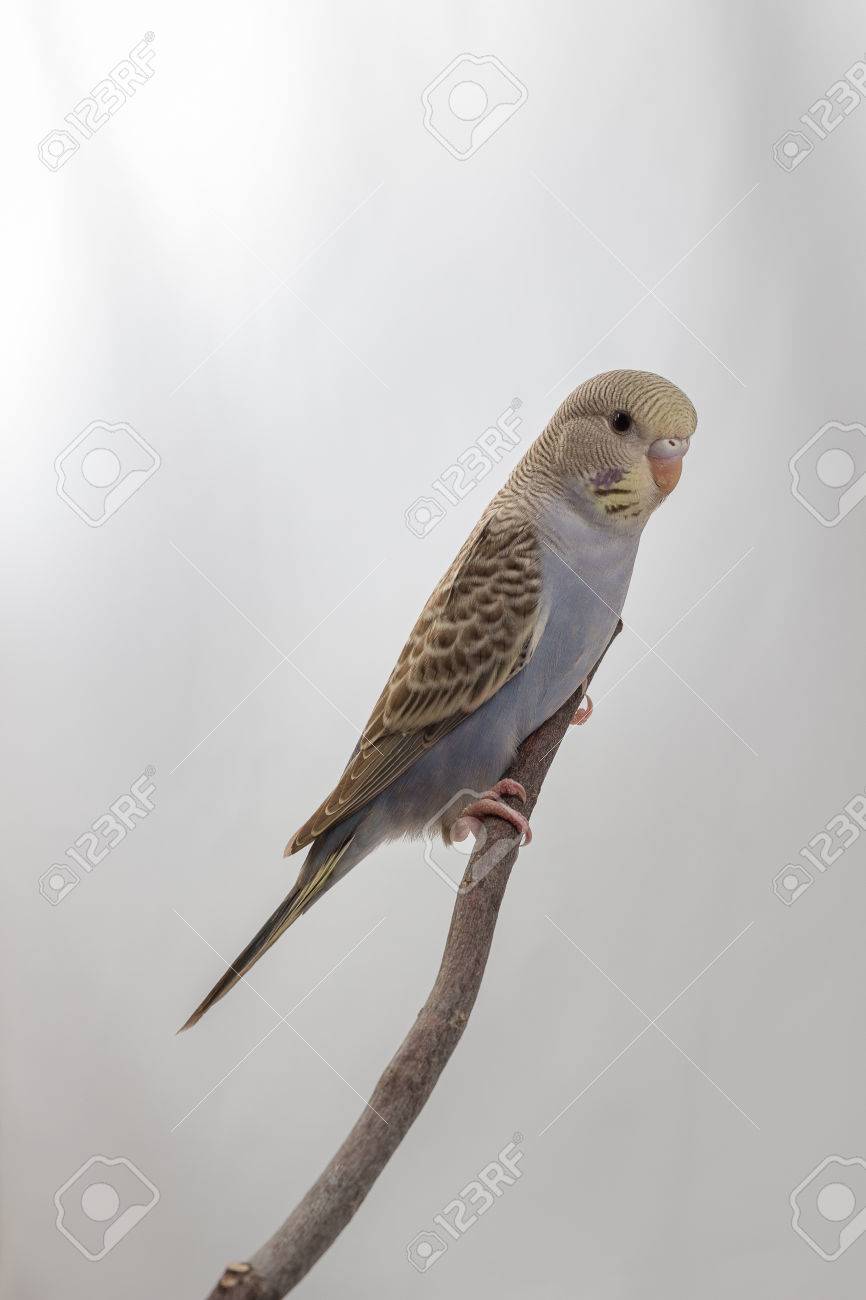 白い背景の上に小さなセキセイインコ の写真素材 画像素材 Image 白い背景の上に小さなセキセイインコ の写真素材 画像素材 Image