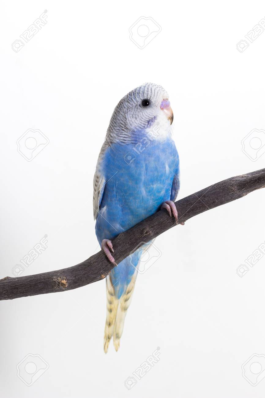 白い背景の上の小さなかわいいセキセイインコ バッジー 鳥 の写真素材 画像素材 Image