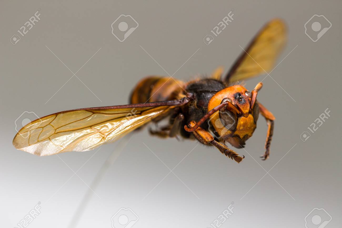飛んでいるハチ 白い背景の上の虫 の写真素材 画像素材 Image