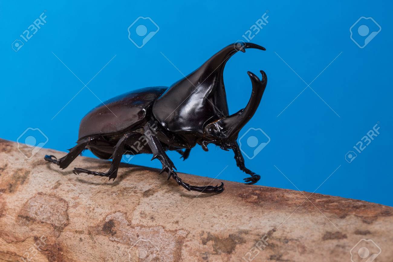 カブトムシ Rhino カブトムシ ヘラクレスオオカブト ユニコーンのカブトムシ 青の背景に甲虫 の写真素材 画像素材 Image カブトムシ Rhino カブトムシ ヘラクレスオオカブト ユニコーンのカブトムシ 青の背景に甲虫 の写真素材 画像素材 Image