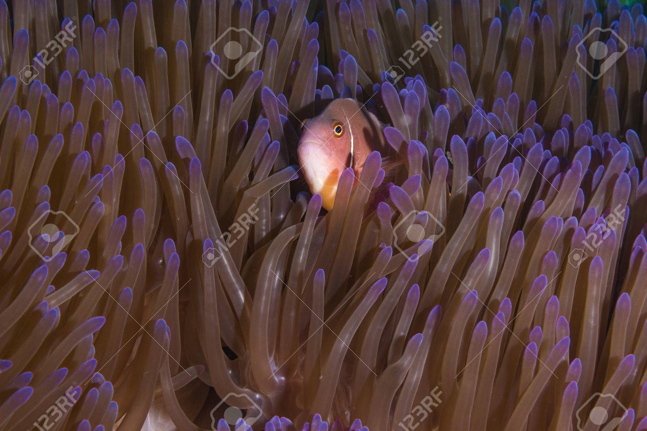 underwater picture of pink