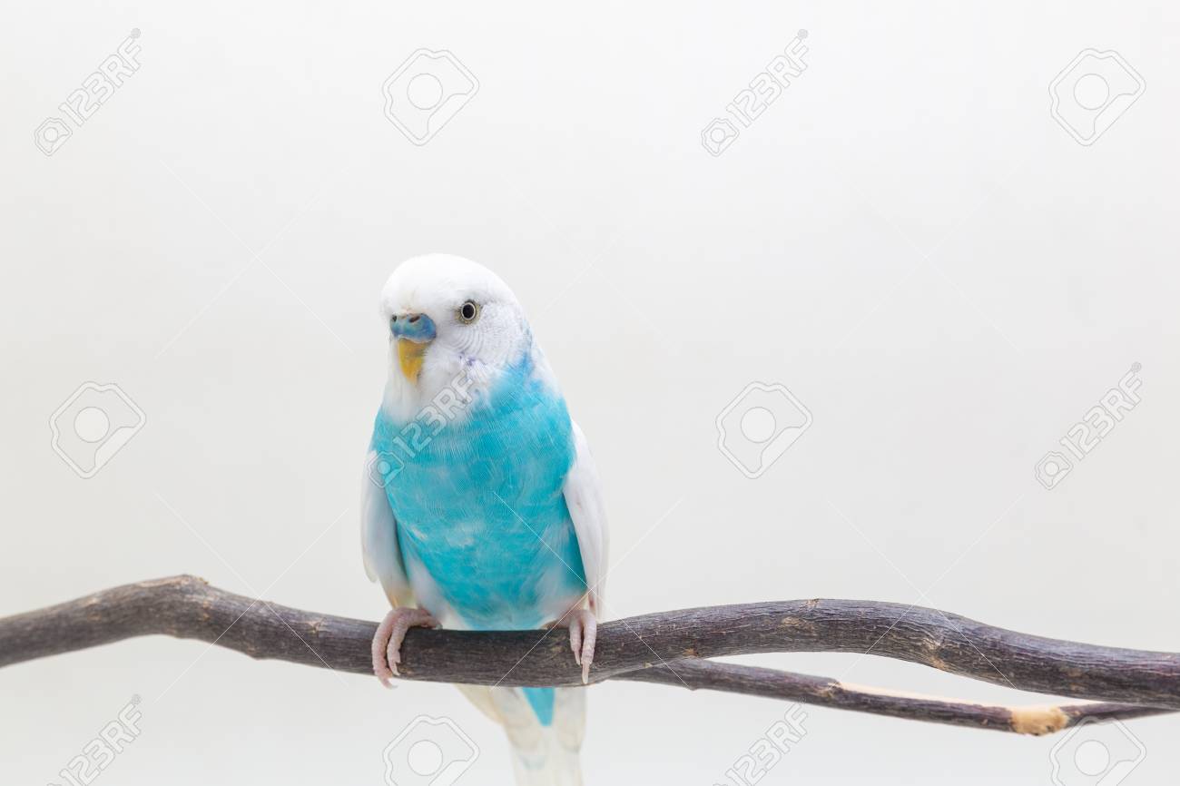 Blue And White Budgie, Budgerigar Bird 