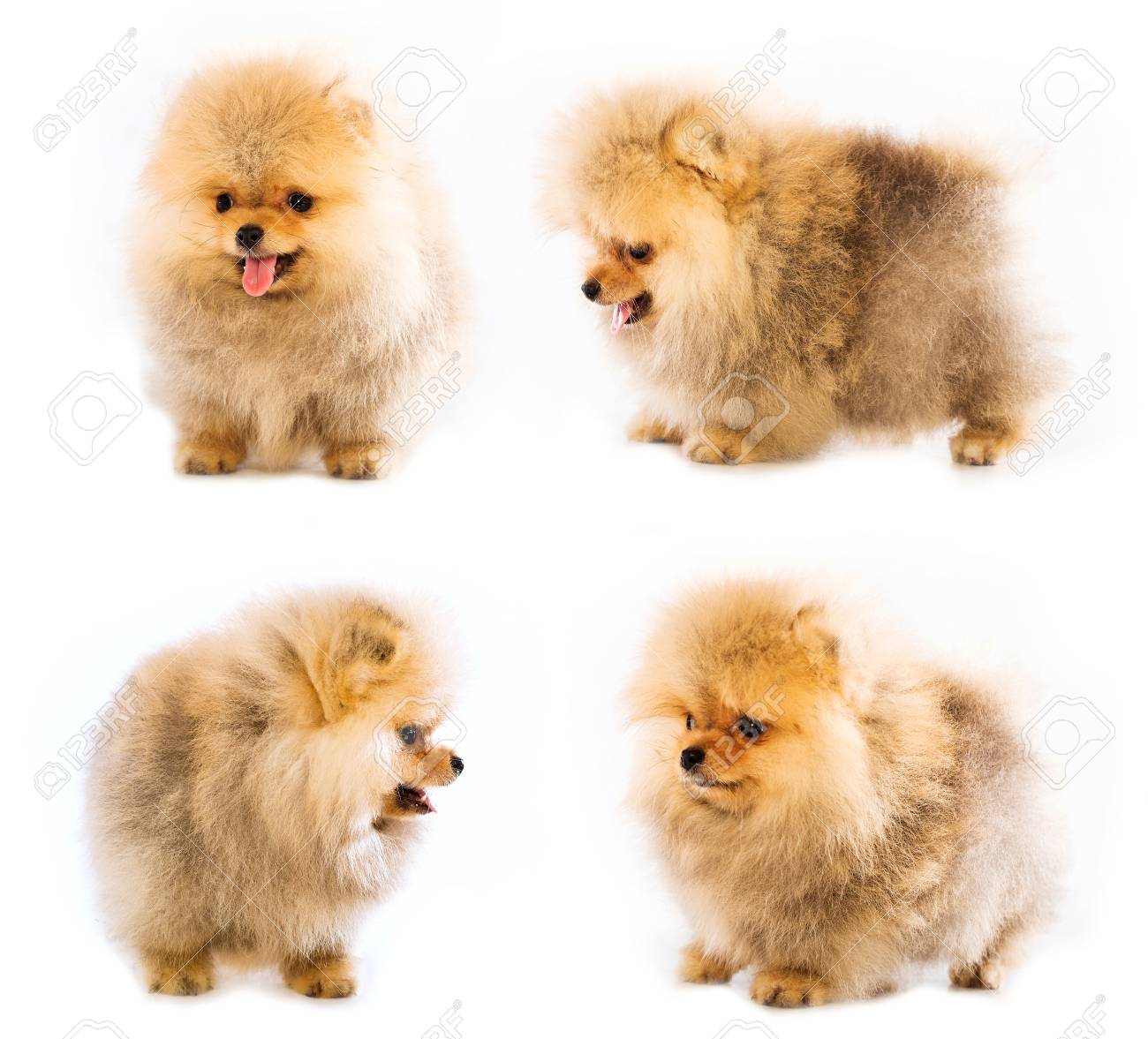 giant stuffed golden retriever