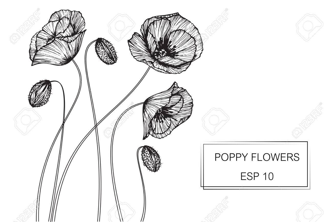 poppy flowers drawing and sketch with line art on white backgrounds