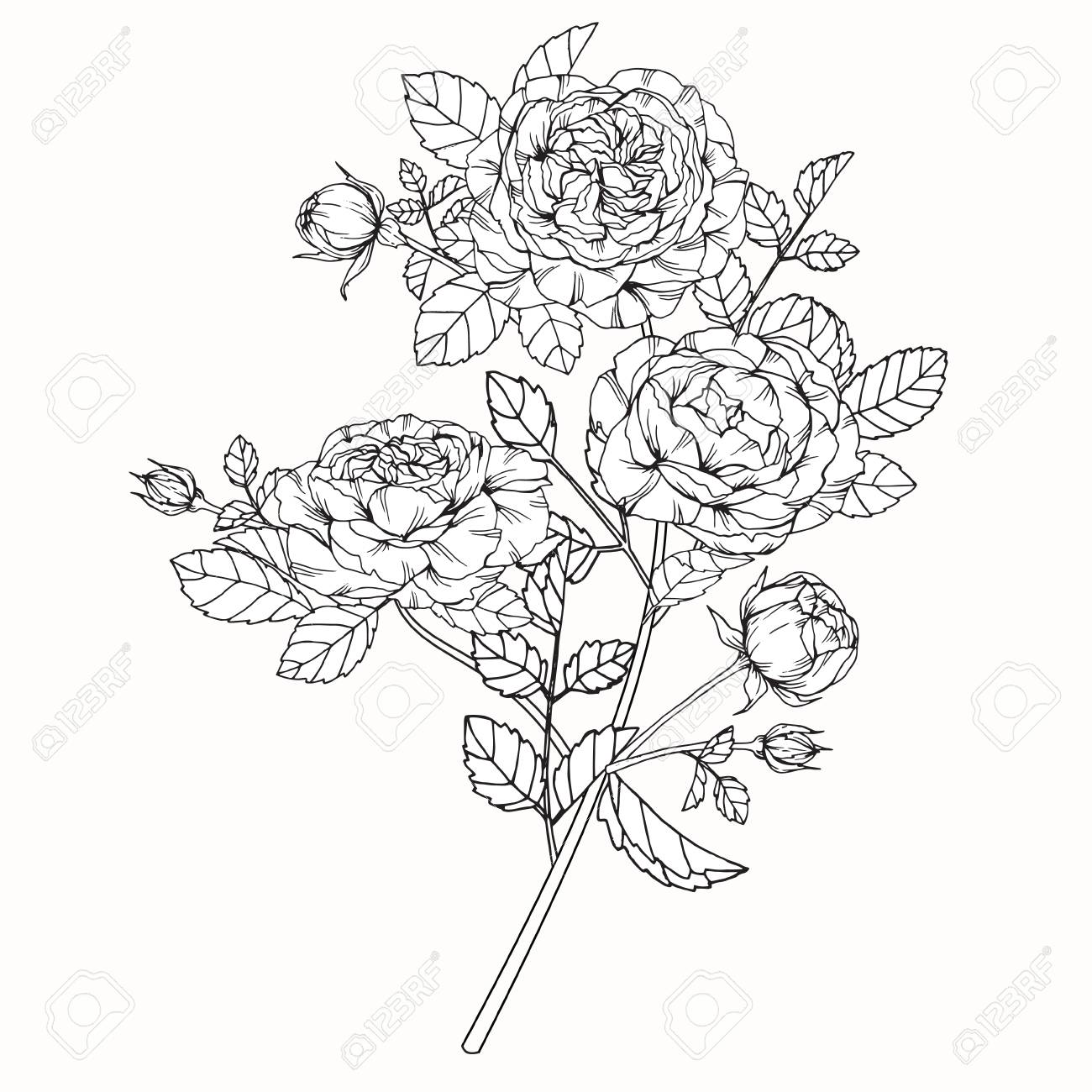 Rose Flores De Dibujo Y Boceto Con Linea De Arte En Fondos Blancos Fotos Retratos Imagenes Y Fotografia De Archivo Libres De Derecho Image