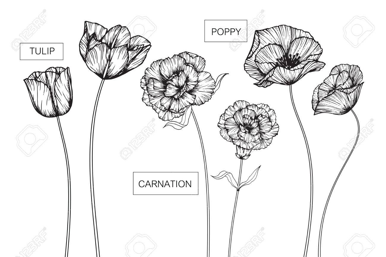 tulip carnation and poppy flowers drawing and sketch with line art