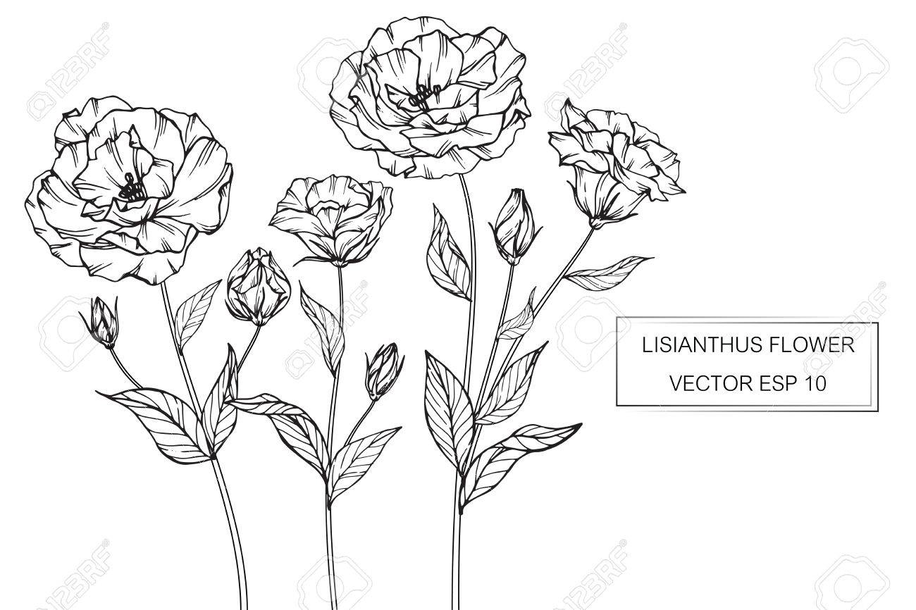 Lisianthus Flowers Drawing And Sketch With Line Art On White Backgrounds Stock Photo Picture And Royalty Free Image Image 77160183