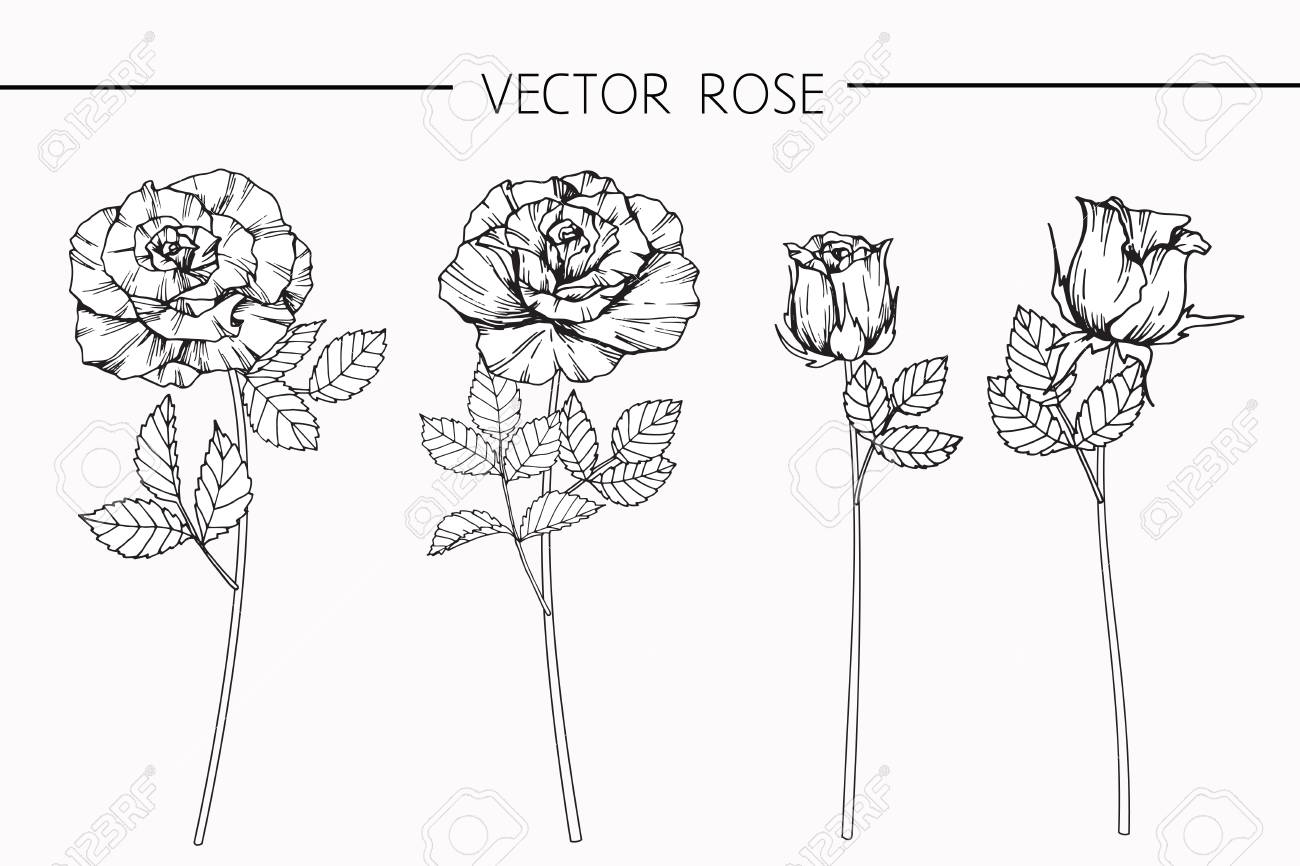 図面バラの花は 白い背景の線画でスケッチ の写真素材 画像素材 Image 図面バラの花は 白い背景の線画でスケッチ の写真素材 画像素材 Image