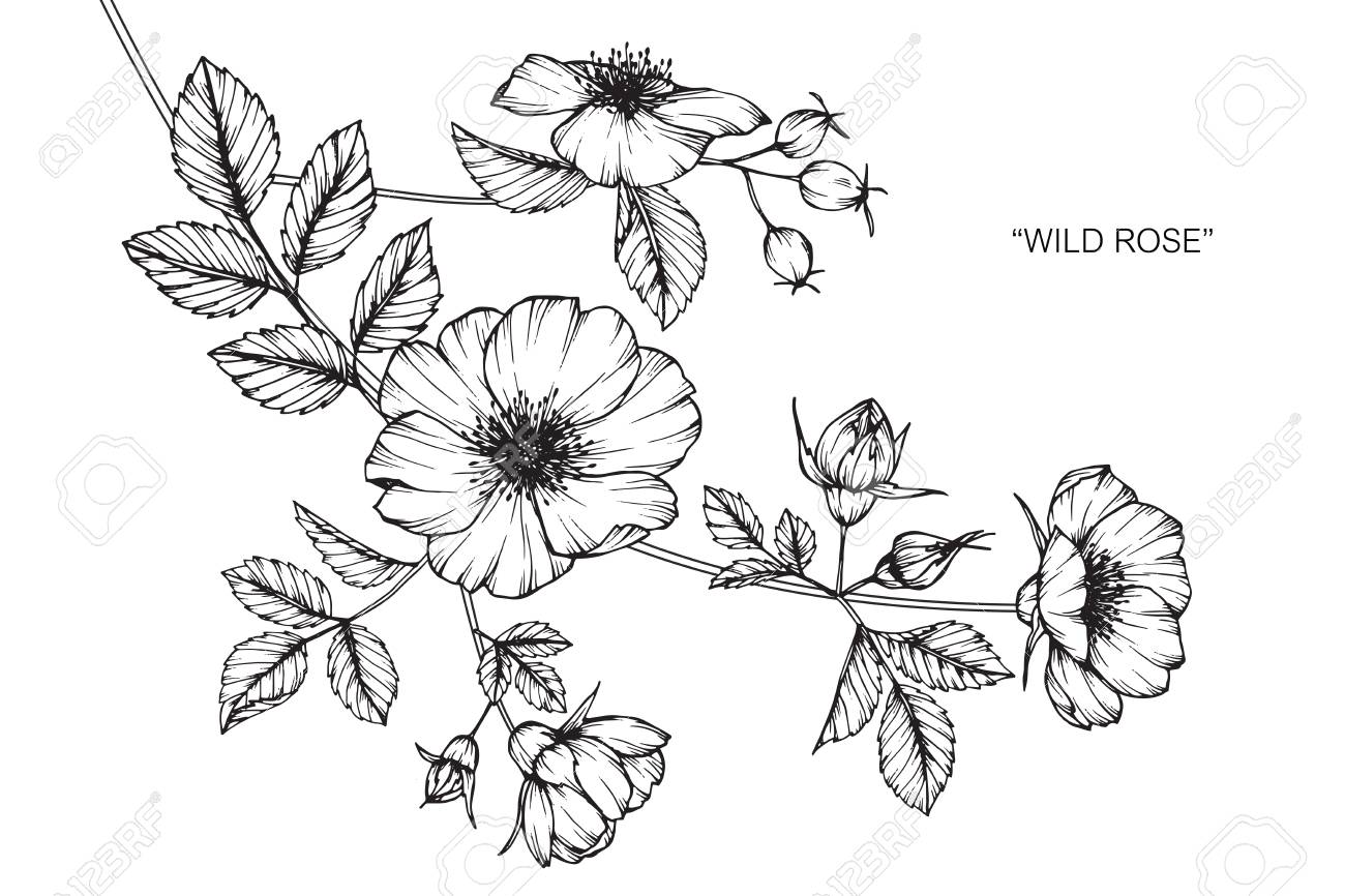 野生のバラの花 図面と黒と白の線画でスケッチ のイラスト素材 ベクタ Image 野生のバラの花 図面と黒と白の線画でスケッチ のイラスト素材 ベクタ Image