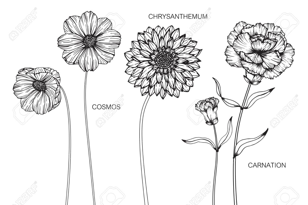 Cosmos, Chrysanthemum, Carnation Flower. Drawing And Sketch With Black And  White Line-art. Royalty Free SVG, Cliparts, Vectors, and Stock  Illustration. Image 89404861., image size:1300x866