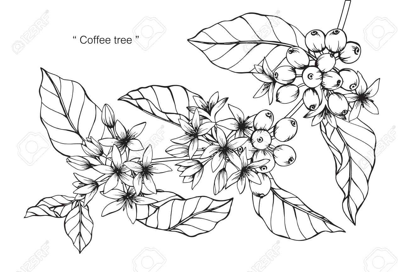 コーヒーの木の花 図面と黒と白の線画でスケッチ のイラスト素材 ベクタ Image