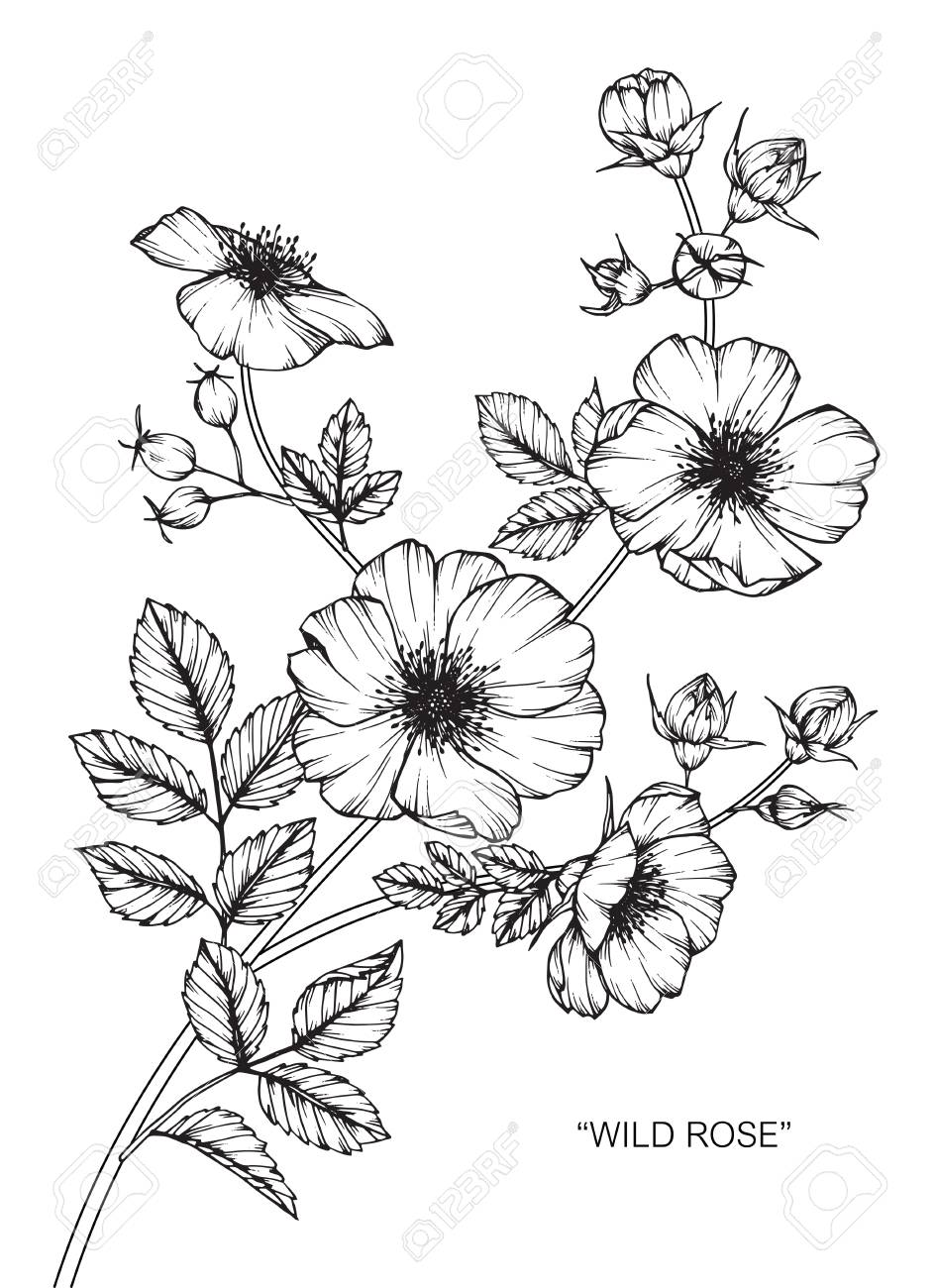 野生のバラの花 図面と黒と白の線画でスケッチ のイラスト素材 ベクタ Image 9804 野生のバラの花 図面と黒と白の線画でスケッチ のイラスト素材 ベクタ Image 9804