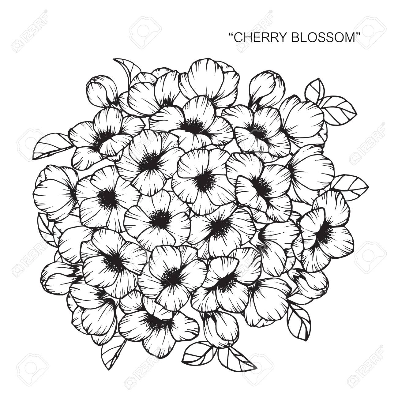 桜の花 図面と黒と白の線画でスケッチ のイラスト素材 ベクタ Image 9644