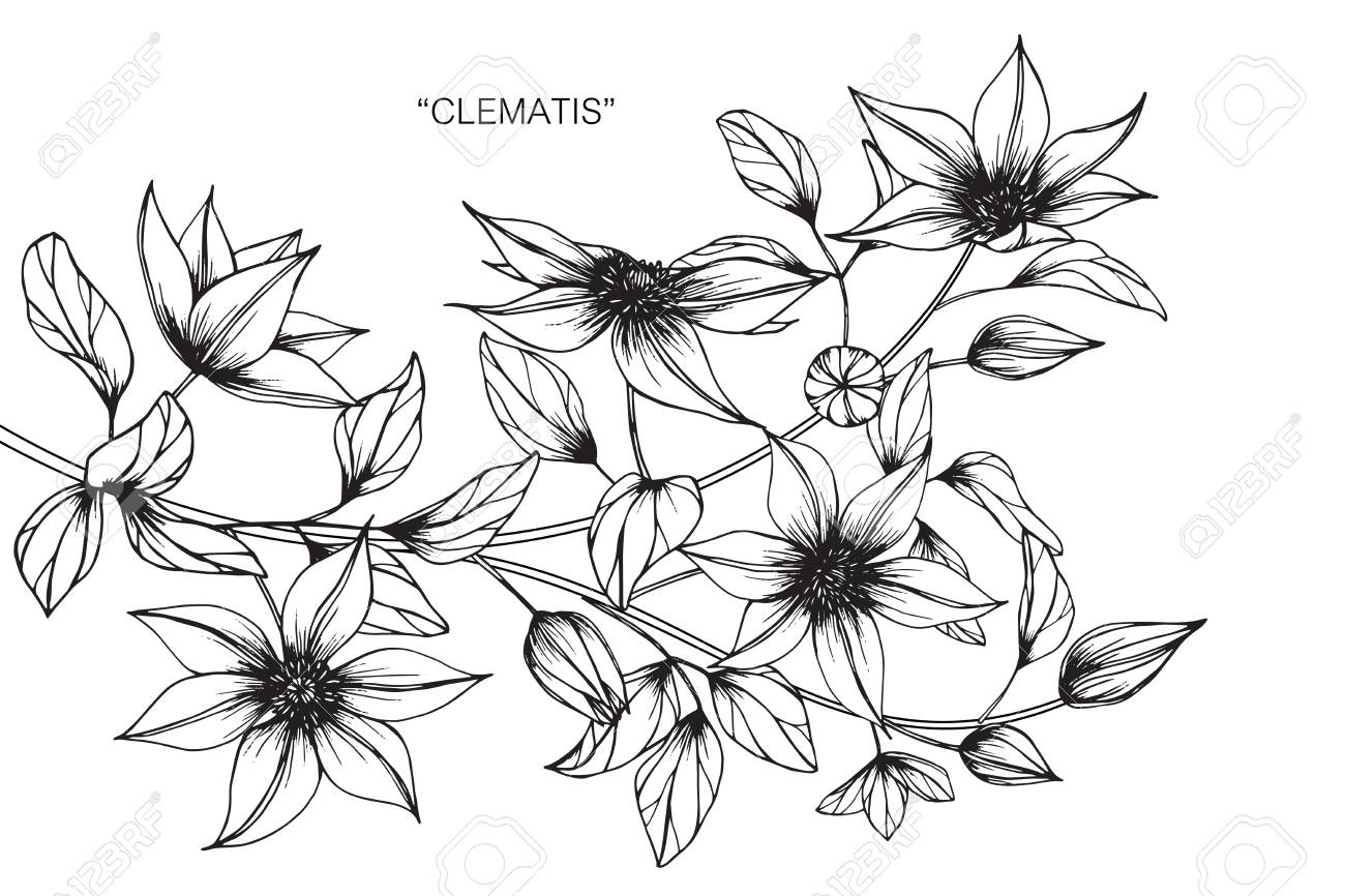 Clematis Flower Drawing Royalty Free Cliparts Vectors And Stock Illustration Image Clematis Flower Drawing Royalty Free Cliparts Vectors And Stock Illustration Image