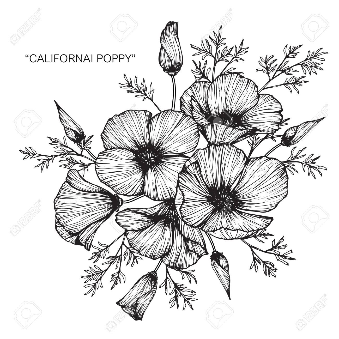 california poppy flower drawing royalty free cliparts vectors and