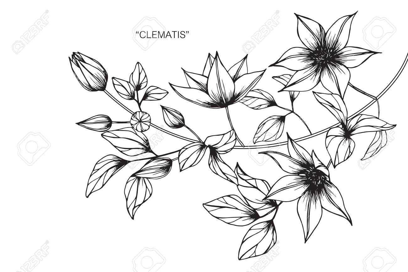 クレマチスの花を描きます のイラスト素材 ベクタ Image