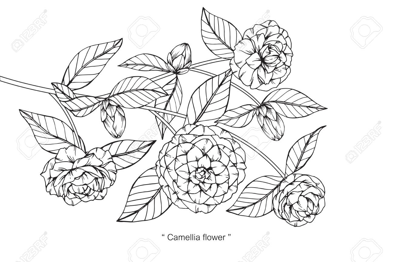 椿の花を描きます のイラスト素材 ベクタ Image 椿の花を描きます のイラスト素材 ベクタ Image