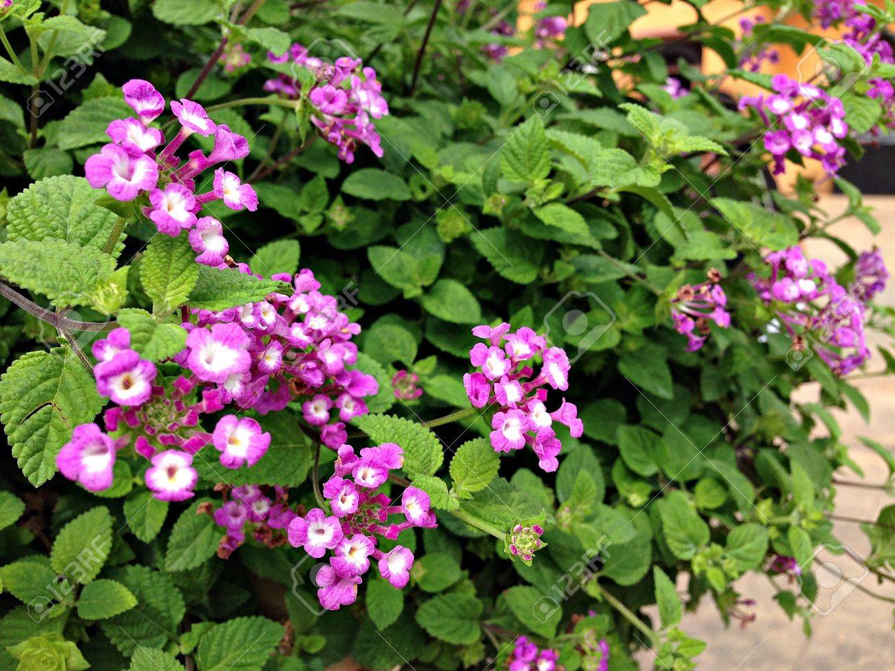 Schone Lila Lantana Camara Blumen Im Garten Lila Blume Hintergrund Lizenzfreie Fotos Bilder Und Stock Fotografie Image Schone Lila Lantana Camara Blumen Im Garten Lila Blume Hintergrund Lizenzfreie Fotos Bilder Und Stock Fotografie Image