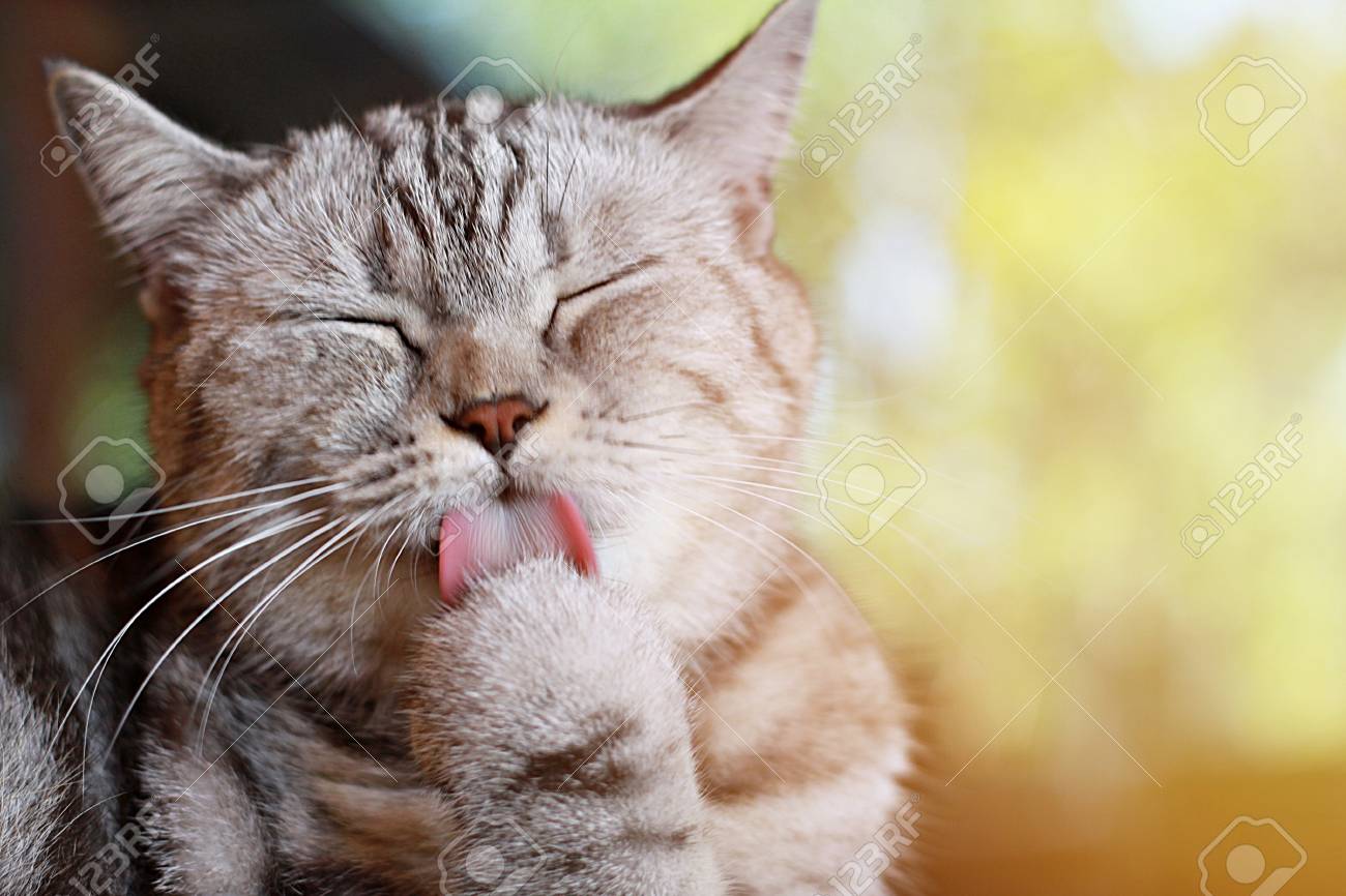 動物やペットの概念 素敵な猫は 彼の髪をきれいにするために彼の足を舐める ソフトフォーカス の写真素材 画像素材 Image