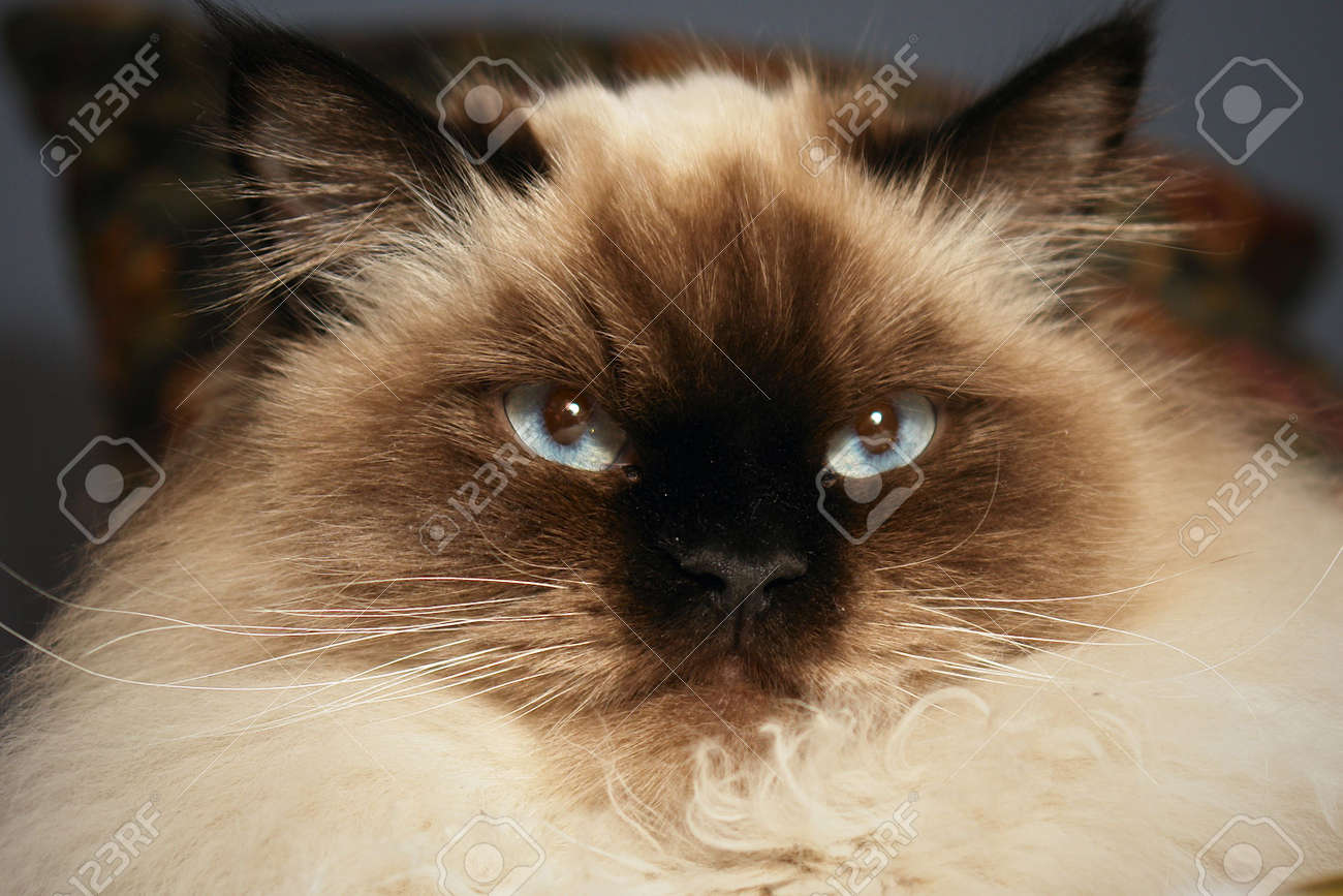 Stern Looking Himalayan Pussy Cat Looking Off To The Side Stern Looking Himalayan Pussy Cat Looking Off To The Side