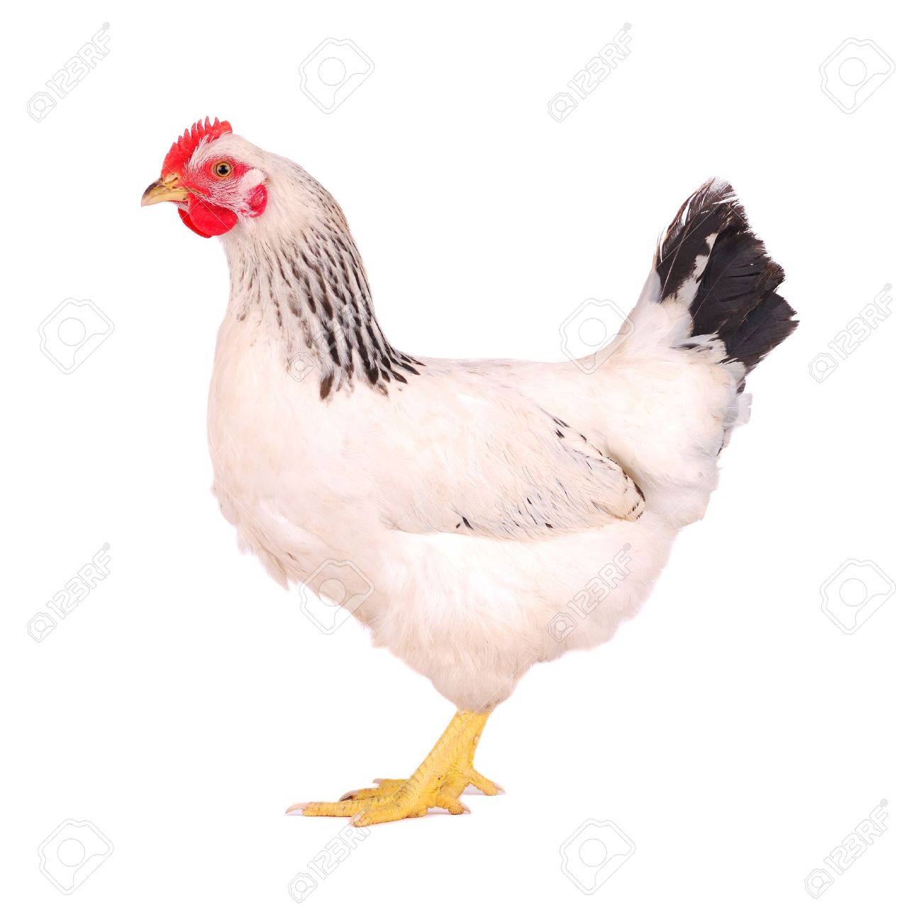 white hen isolated on white studio shot stock photo picture and royalty free image image 10662182 white hen isolated on white studio shot