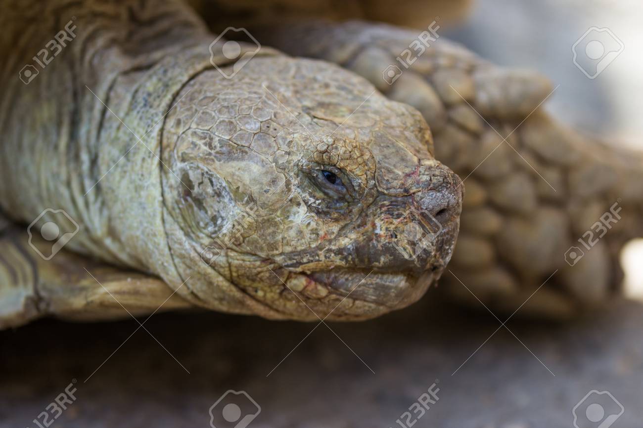 野生の古い亀の頭 の写真素材 画像素材 Image