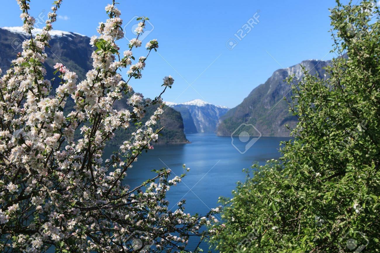 Flowering tree by Aurlandsfjord parish in the county sogn og fjordane in Norway - 15345182 Flowering tree by Aurlandsfjord parish in the county sogn og fjordane in Norway - 15345182