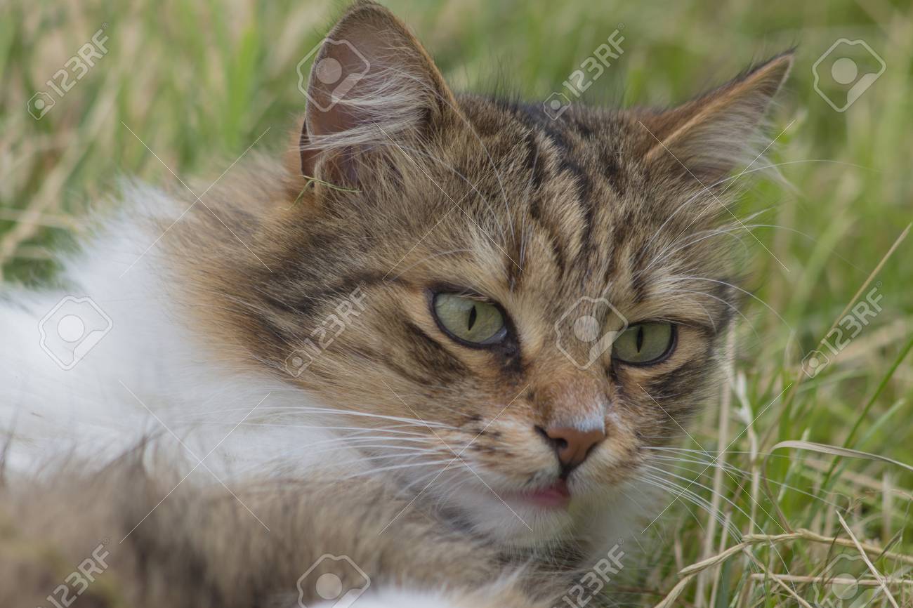 Cat Patterns Amazing Design Inspiration Cat Patterns Amazing Design Inspiration