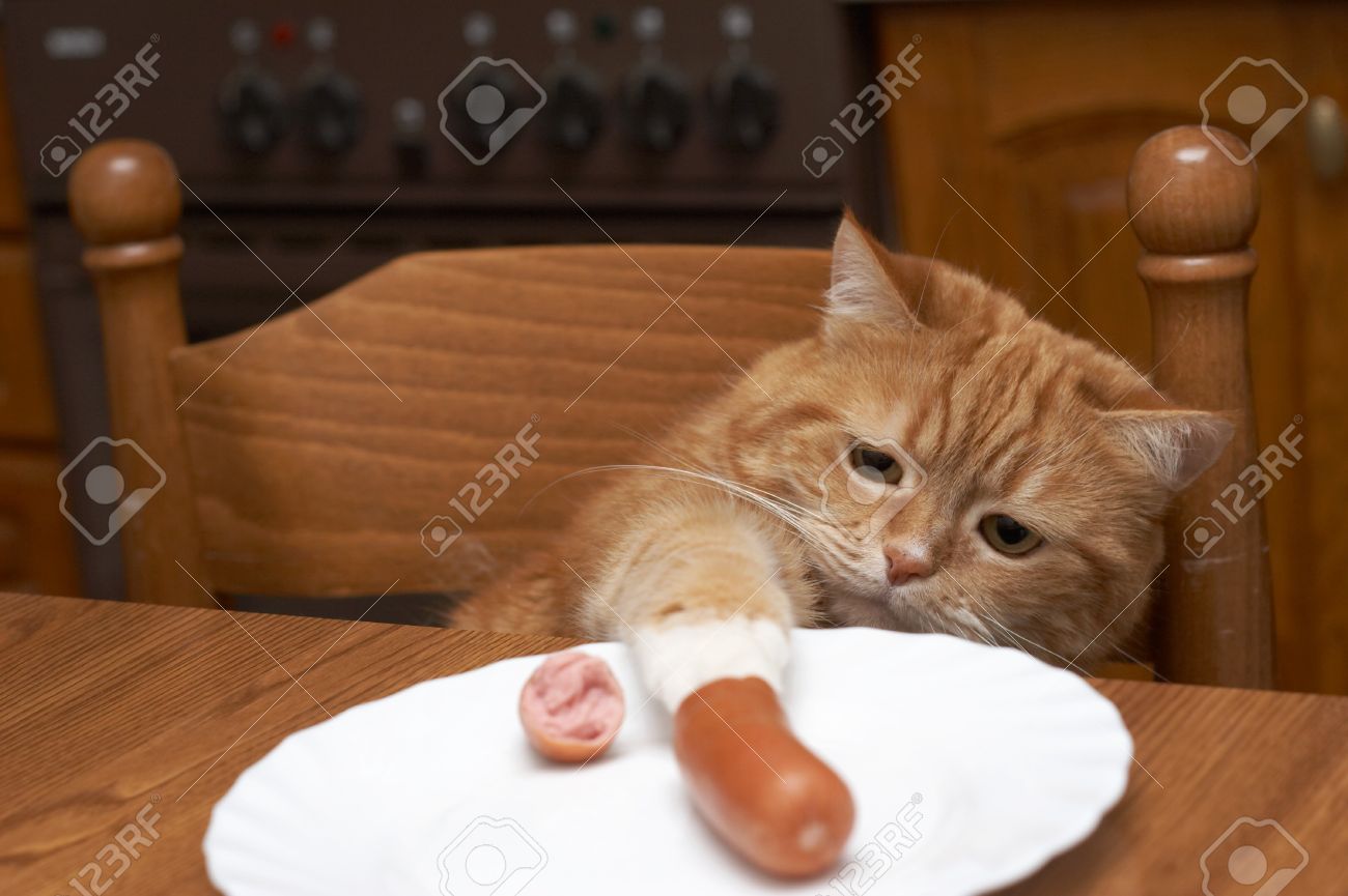 赤猫プレートからソーセージを盗む の写真素材 画像素材 Image