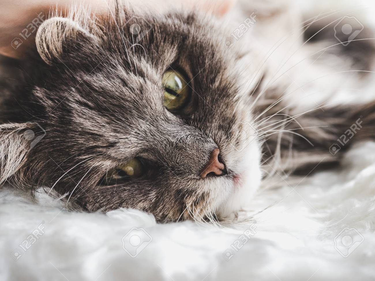 etiam-dictum-ipsum-a-felis