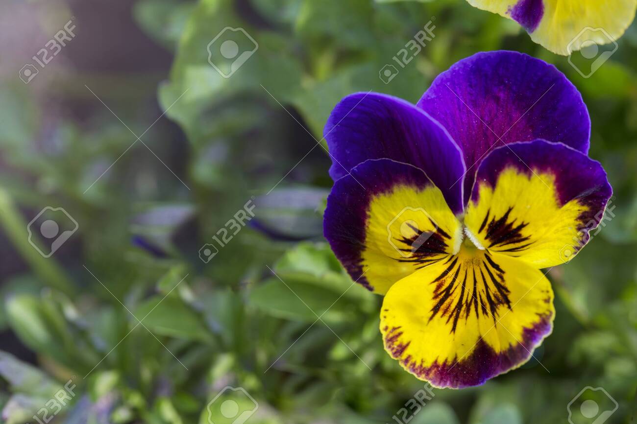 etiam-dictum-ipsum-a-felis