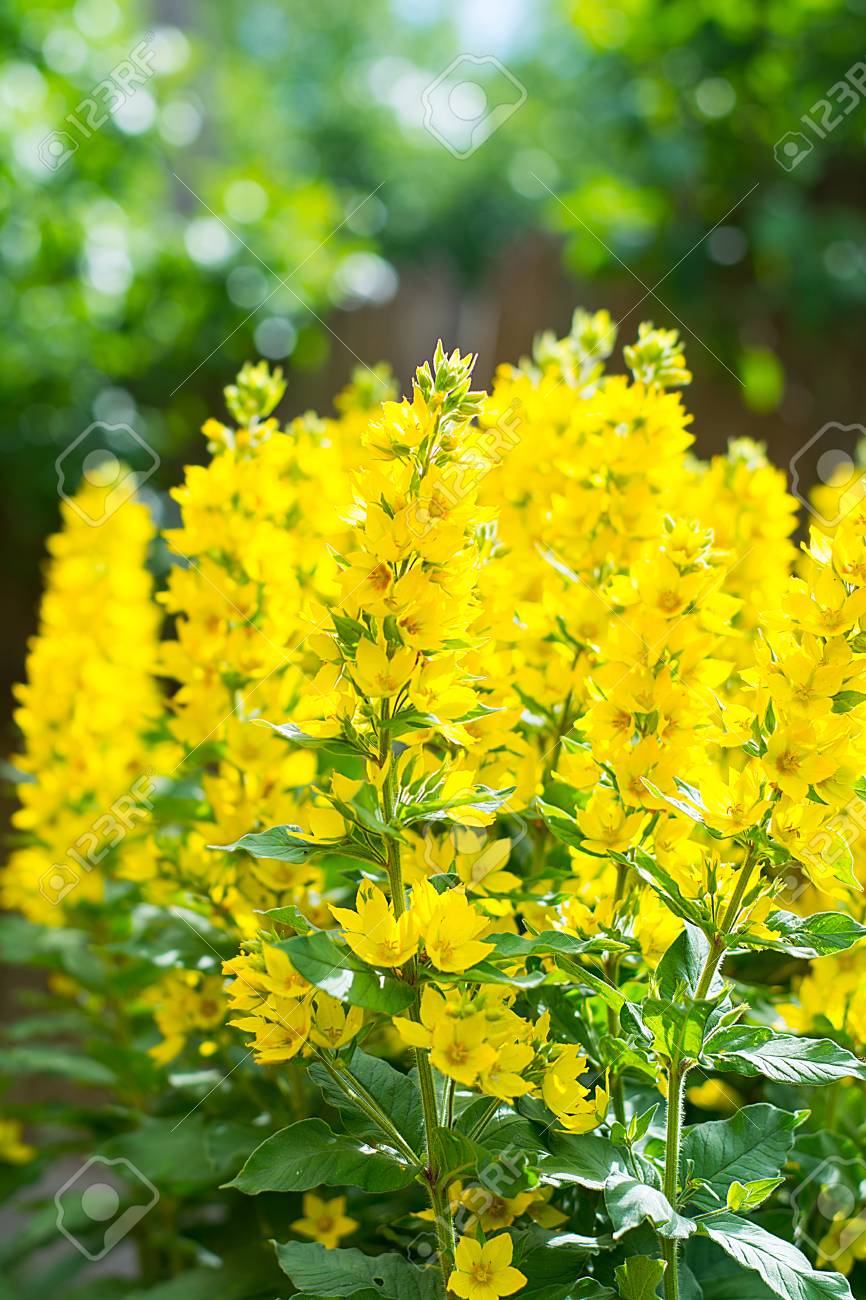 リシマキア ブルガリスの花 日差しの中の草原の中で紫色の緩いリストラム サリカリア 庭の花屋外 の写真素材 画像素材 Image リシマキア ブルガリスの花 日差しの中の草原の中で紫色の緩いリストラム サリカリア 庭の花屋外 の写真素材 画像素材 Image