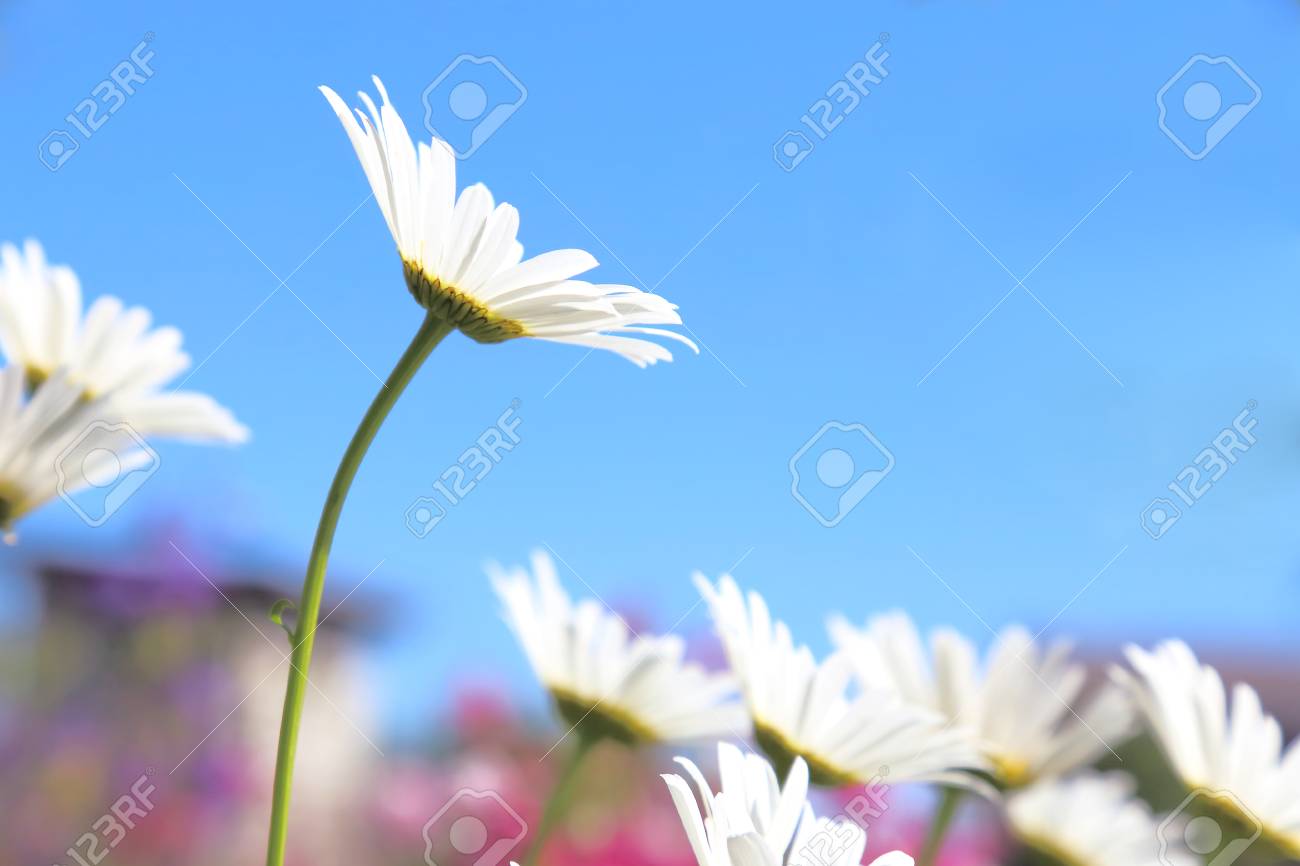 floral background blooming white