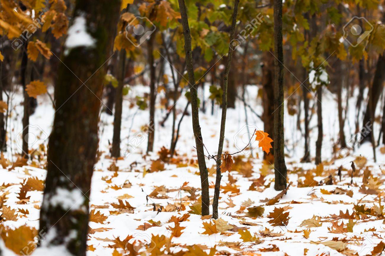 the first fall of snow