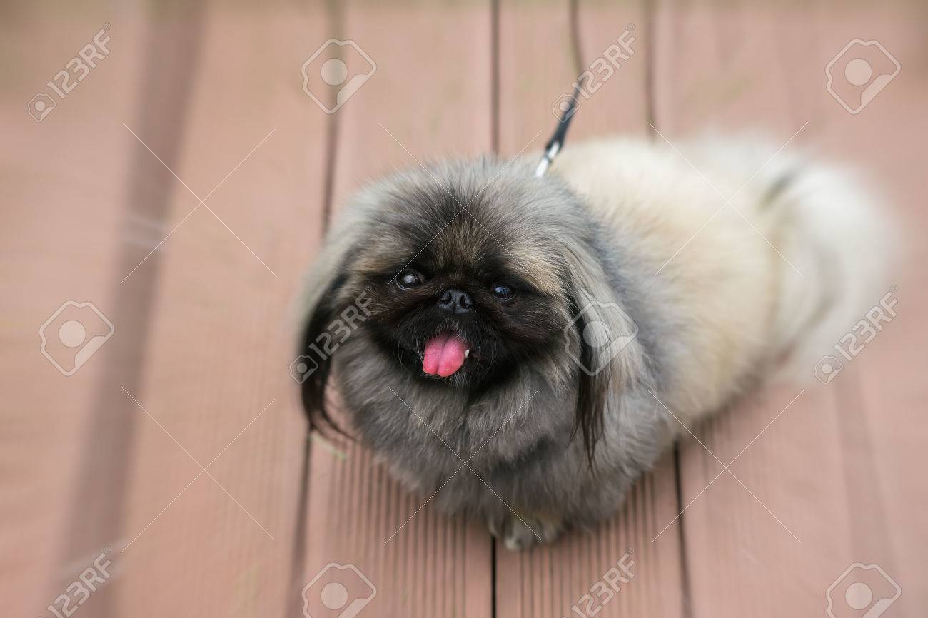 pekingese fluffy