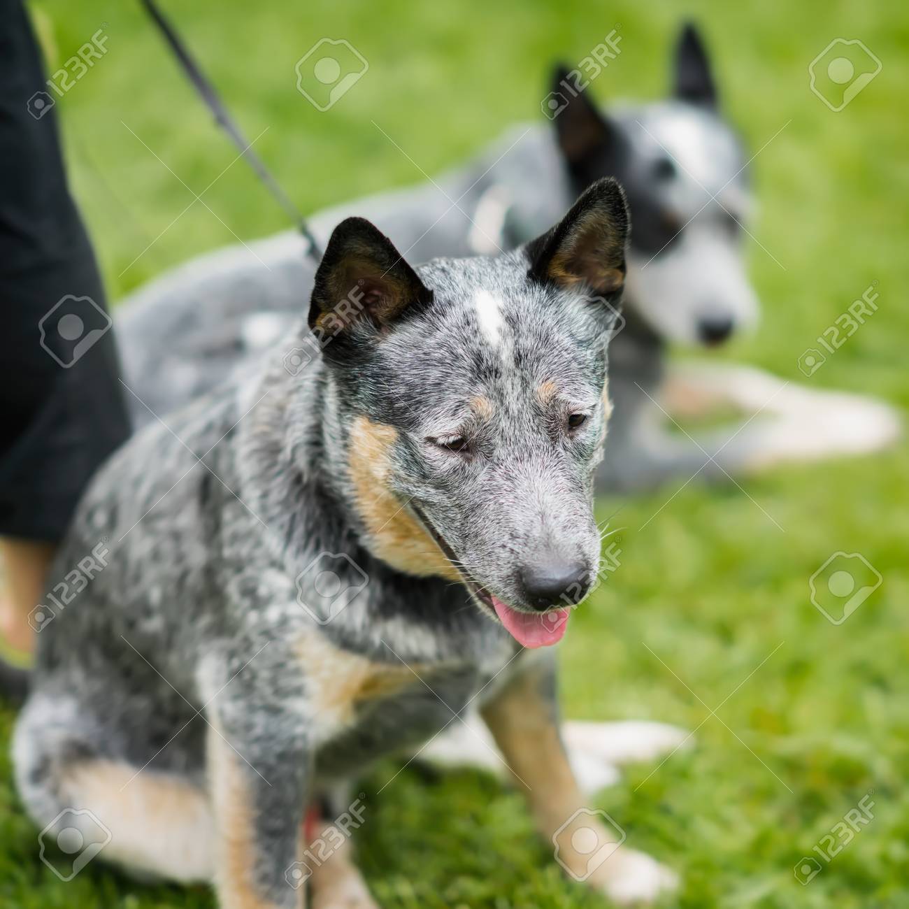 セレクティブ フォーカス夏の公園で草の中にかわいい珍しい穏やかな犬混血犬です の写真素材 画像素材 Image