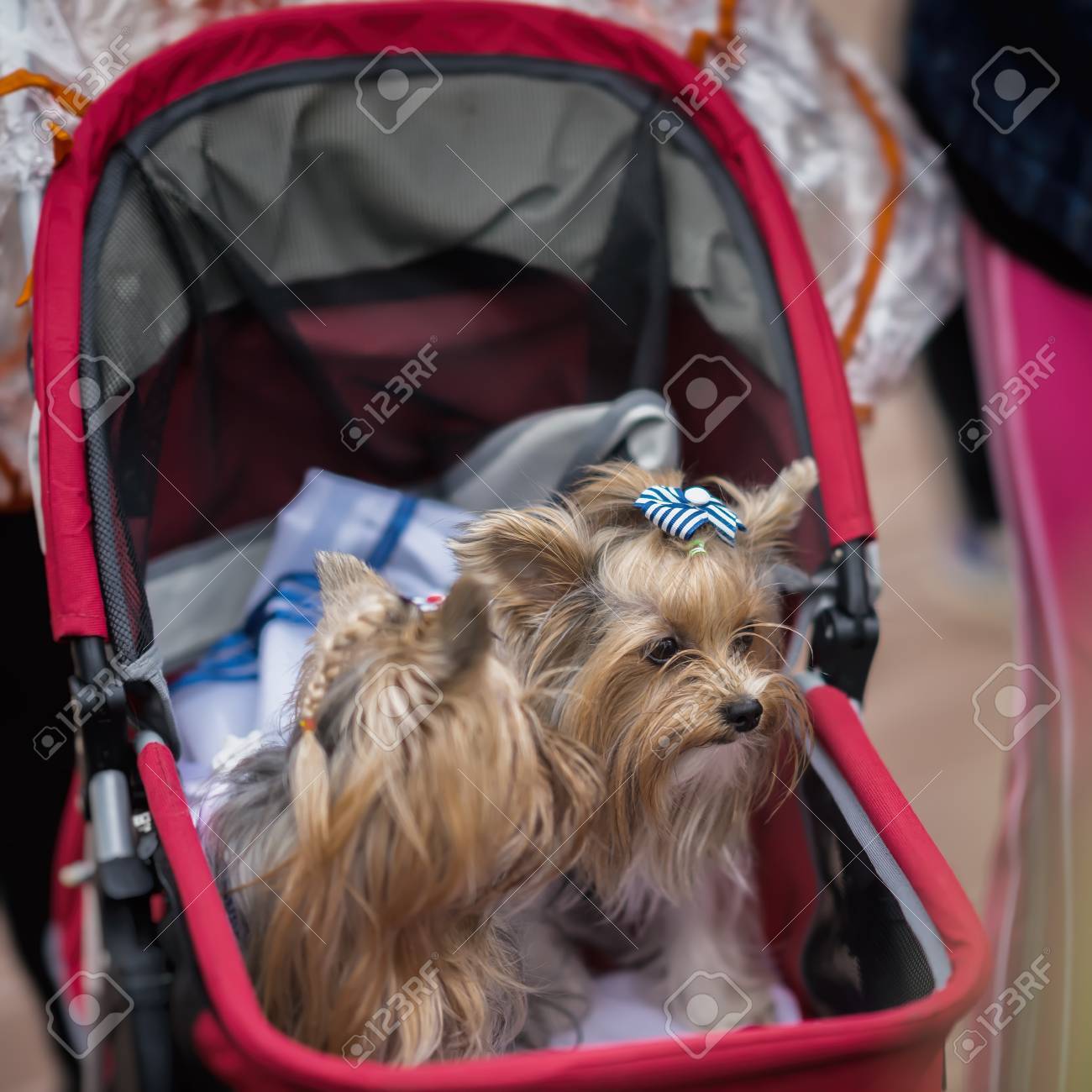 yorkie stroller