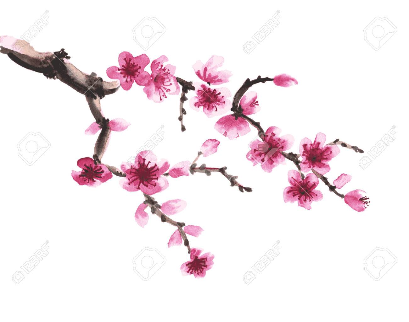 Watercolor hand-drawn branch of sakura isolated on white - 55324875 Watercolor hand-drawn branch of sakura isolated on white - 55324875