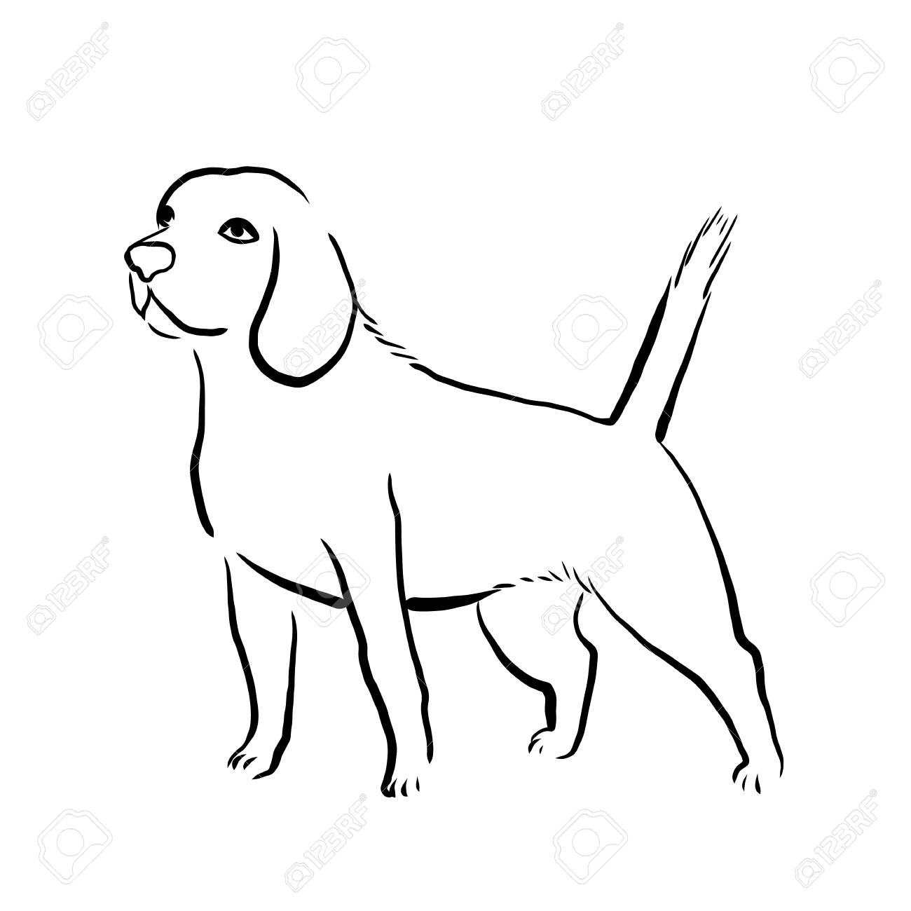 outline isolated illustration of beagle dog breed dog outline