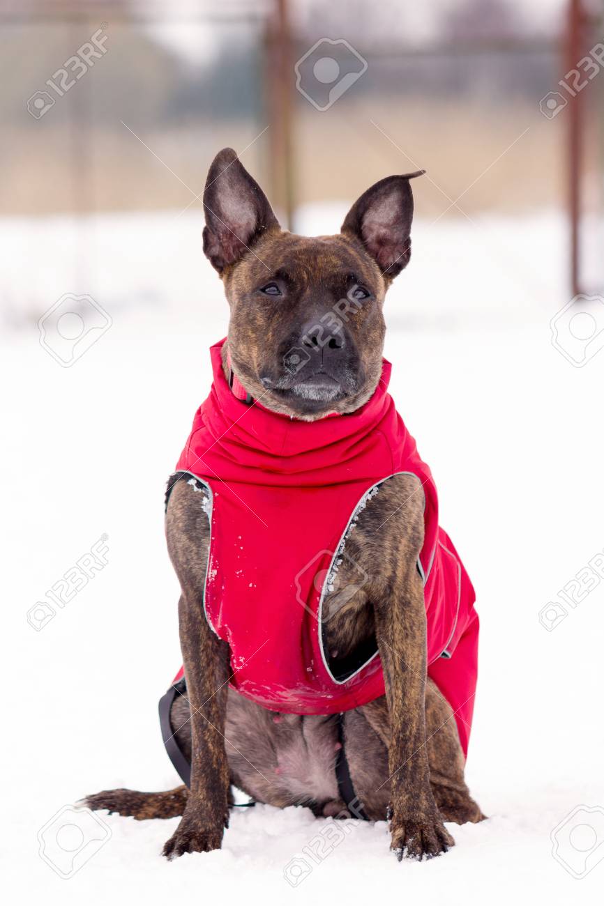 amstaff dog clothes